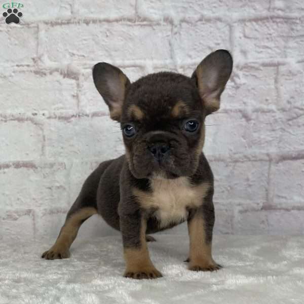 Scarlet, French Bulldog Puppy