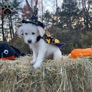 Wednesday Addams, Mini Goldendoodle Puppy