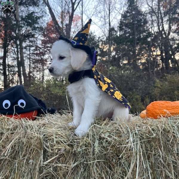 Wednesday Addams, Mini Goldendoodle Puppy