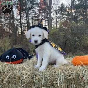 Wednesday Addams, Mini Goldendoodle Puppy