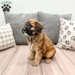 Andy, Cavapoo Puppy