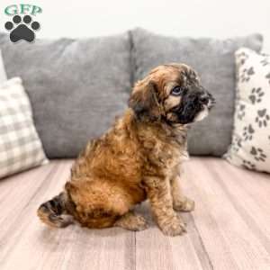 Andy, Cavapoo Puppy