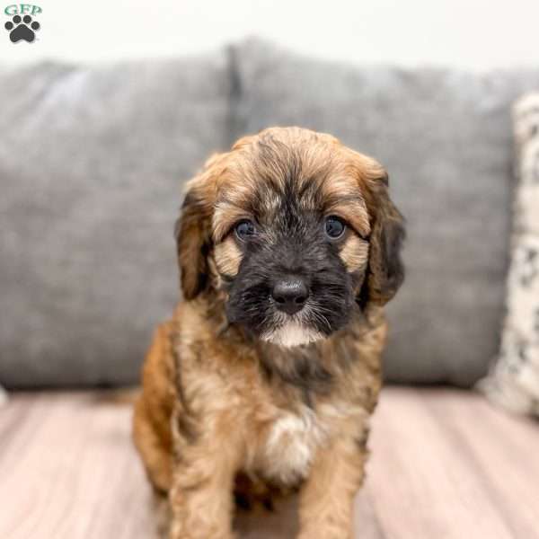 Andy, Cavapoo Puppy