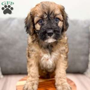 Andy, Cavapoo Puppy