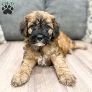 Andy, Cavapoo Puppy