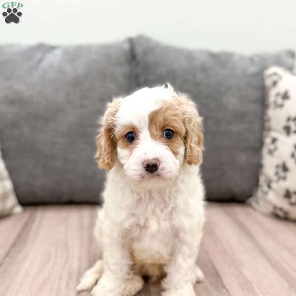 Johnny, Cavapoo Puppy