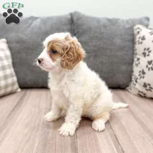 Johnny, Cavapoo Puppy