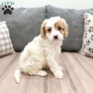 Johnny, Cavapoo Puppy