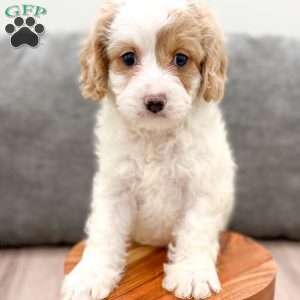 Johnny, Cavapoo Puppy