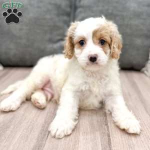 Johnny, Cavapoo Puppy