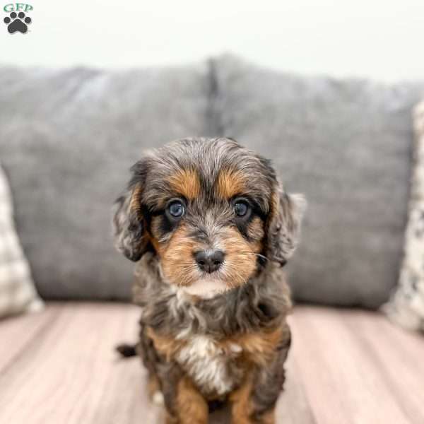 Alex, Cavapoo Puppy