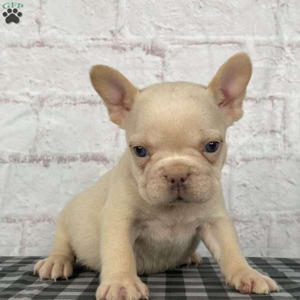 Cade, French Bulldog Puppy