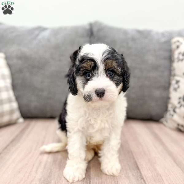 Jimmy, Cavapoo Puppy