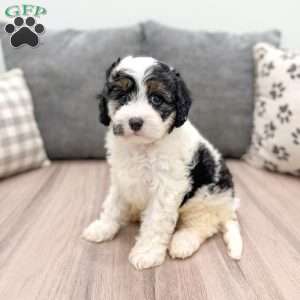 Jimmy, Cavapoo Puppy