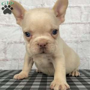 Cade, French Bulldog Puppy