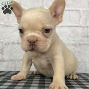 Cade, French Bulldog Puppy