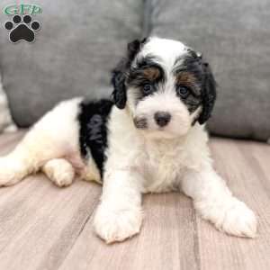 Jimmy, Cavapoo Puppy