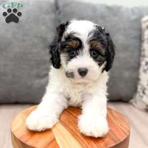 Jimmy, Cavapoo Puppy