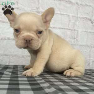 Cade, French Bulldog Puppy