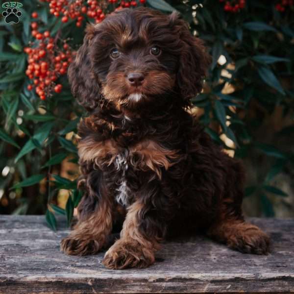 Glen, Cavapoo Puppy