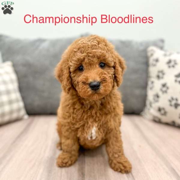 Sara, Goldendoodle Puppy