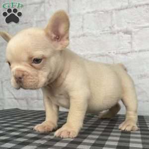 Cade, French Bulldog Puppy