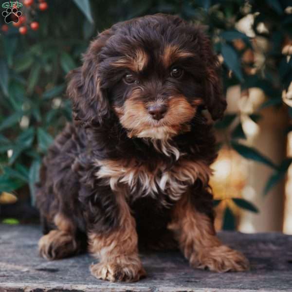 Gilbert, Cavapoo Puppy