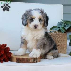 Chester, Mini Bernedoodle Puppy