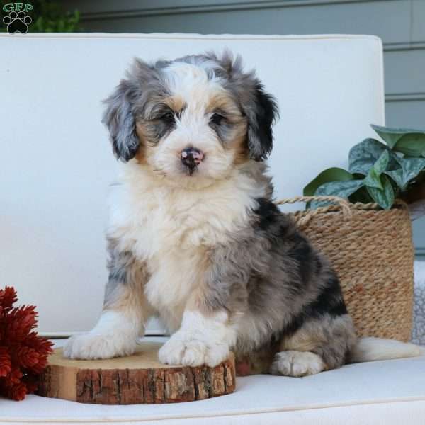 Chester, Mini Bernedoodle Puppy