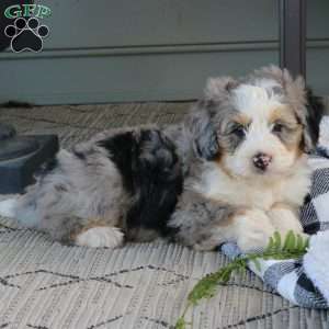 Chester, Mini Bernedoodle Puppy