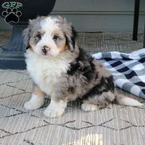 Chester, Mini Bernedoodle Puppy