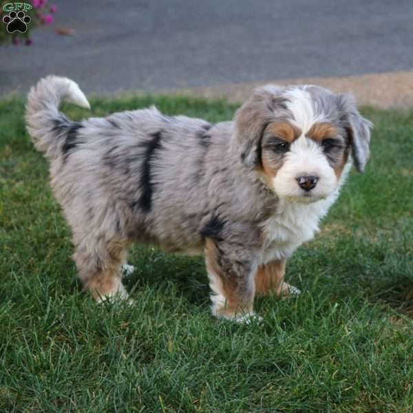 Captain, Mini Bernedoodle Puppy