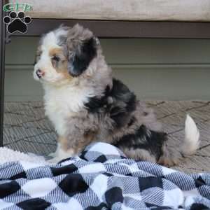 Chester, Mini Bernedoodle Puppy