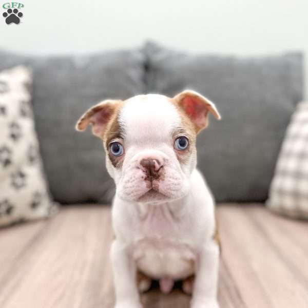 King, Boston Terrier Puppy