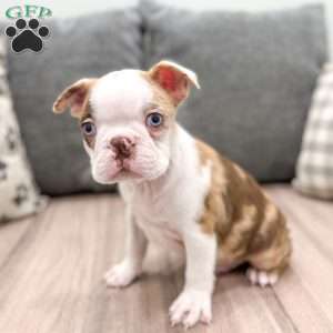 King, Boston Terrier Puppy