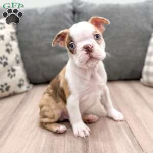 King, Boston Terrier Puppy