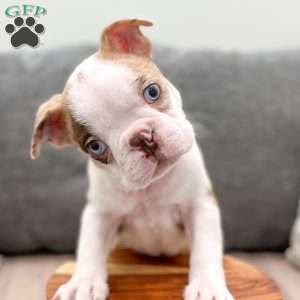 King, Boston Terrier Puppy