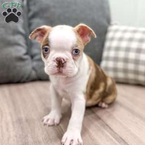 King, Boston Terrier Puppy