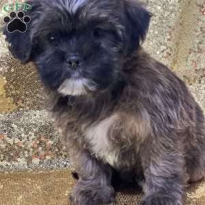 Tina, Shorkie Puppy