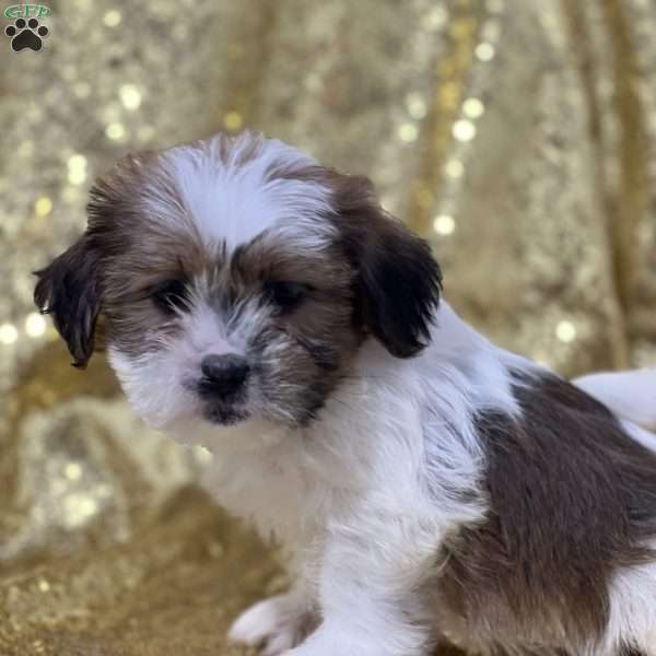 Trina, Shorkie Puppy