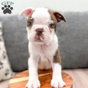 Odie, Boston Terrier Puppy