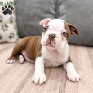 Odie, Boston Terrier Puppy