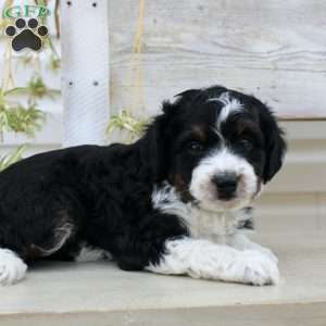 Timmy, Mini Aussiedoodle Puppy