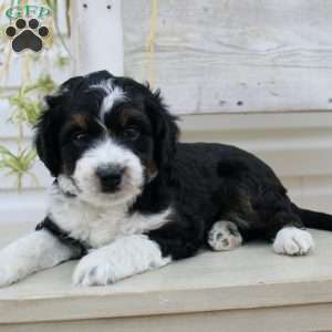 Timmy, Mini Aussiedoodle Puppy