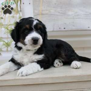 Timmy, Mini Aussiedoodle Puppy