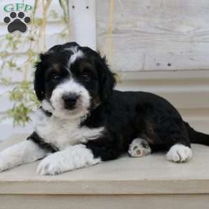 Timmy, Mini Aussiedoodle Puppy