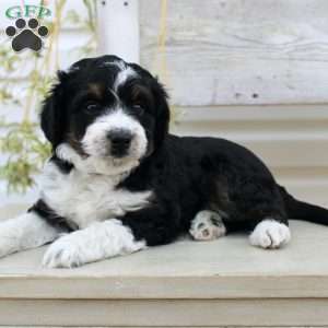 Timmy, Mini Aussiedoodle Puppy