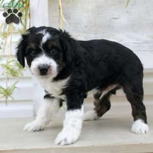 Timmy, Mini Aussiedoodle Puppy