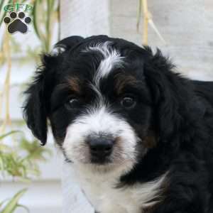 Timmy, Mini Aussiedoodle Puppy