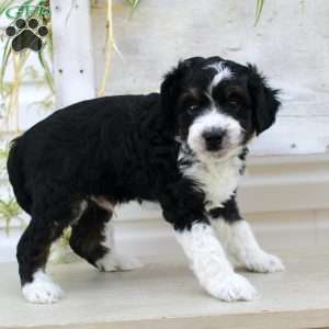 Timmy, Mini Aussiedoodle Puppy